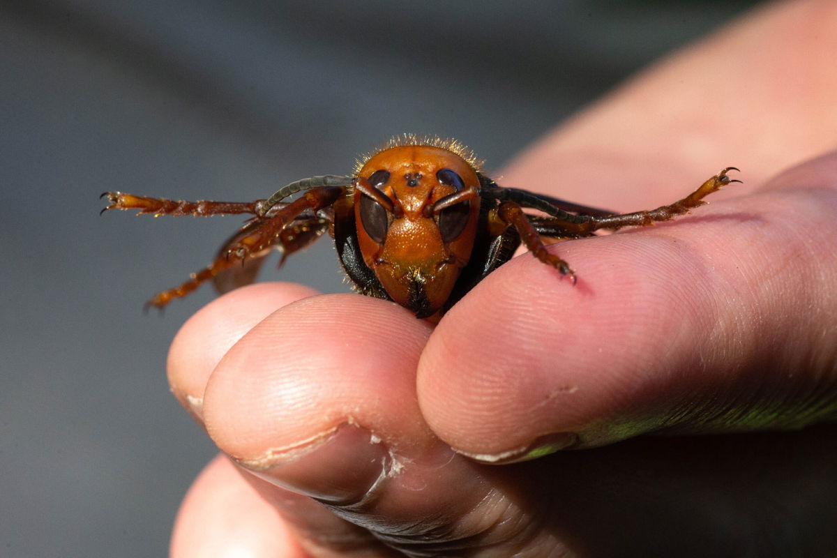 <i>Karen Ducey/Getty Images</i><br/>Asian giant hornets are the largest hornets in the world and can grow to be up to two inches long.