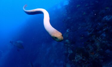 Olive sea snakes are highly venomous.