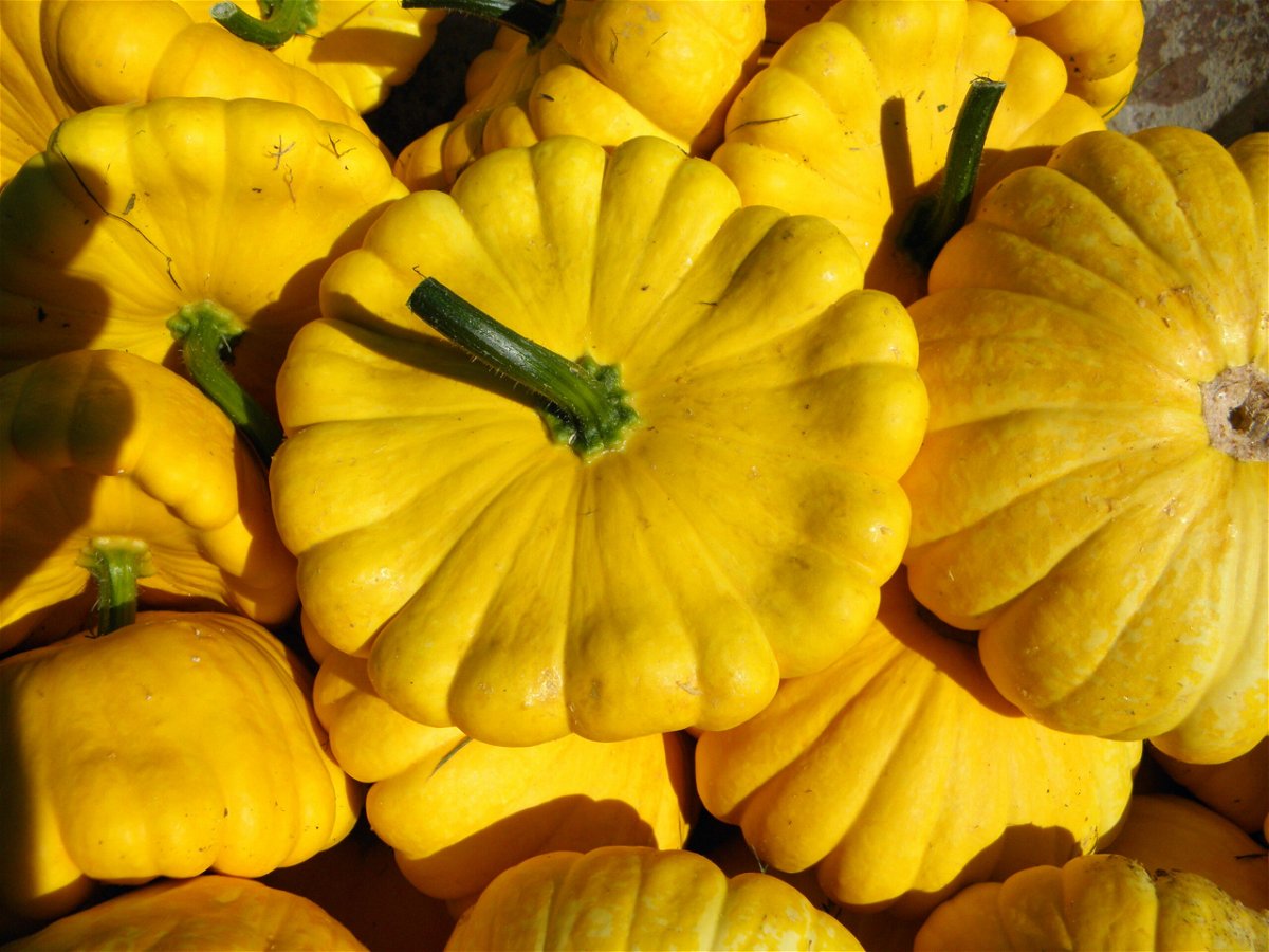 <i>Garden Organic</i><br/>The Heritage Seed Library works to conserve rare vegetable varieties and the Summer Sun squash is in no need of conservation and these 