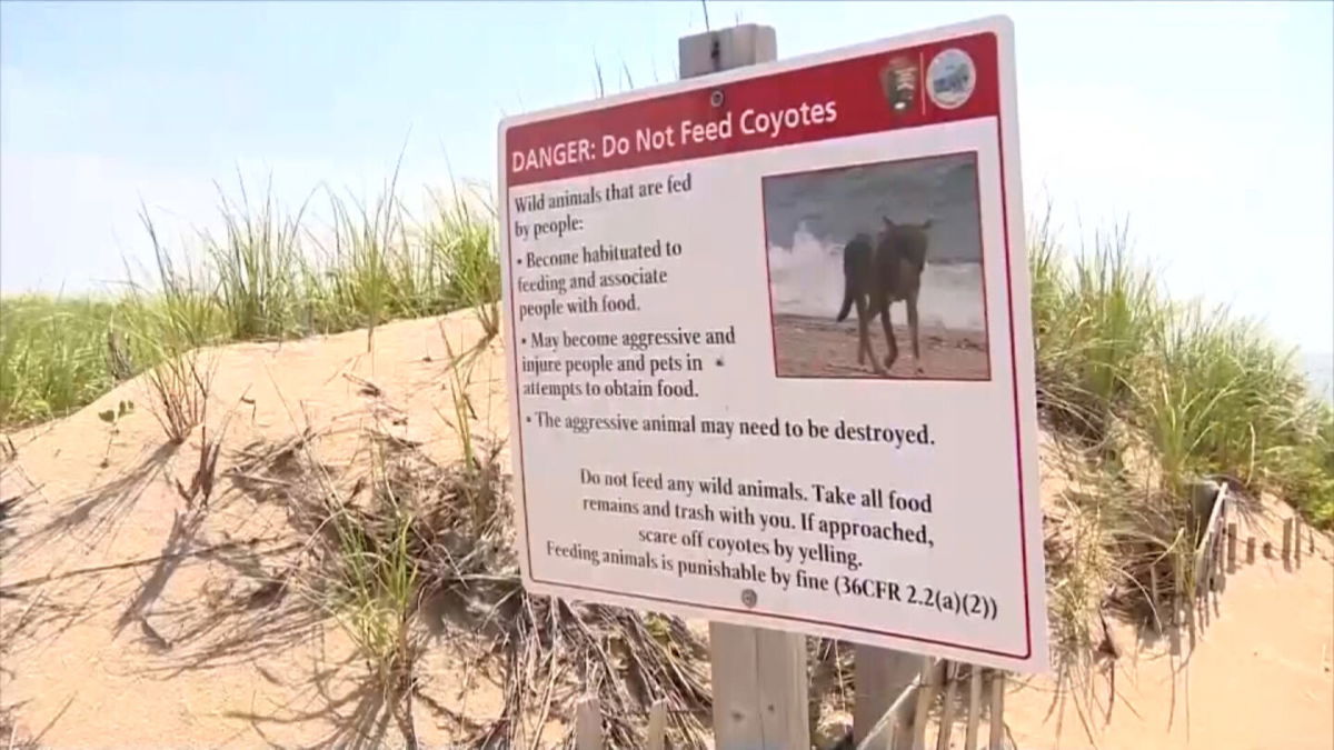 <i>WCVB</i><br/>A coyote attacked a small child on a Massachusetts beach