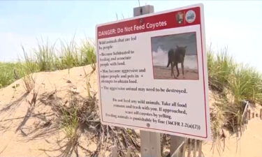 A coyote attacked a small child on a Massachusetts beach