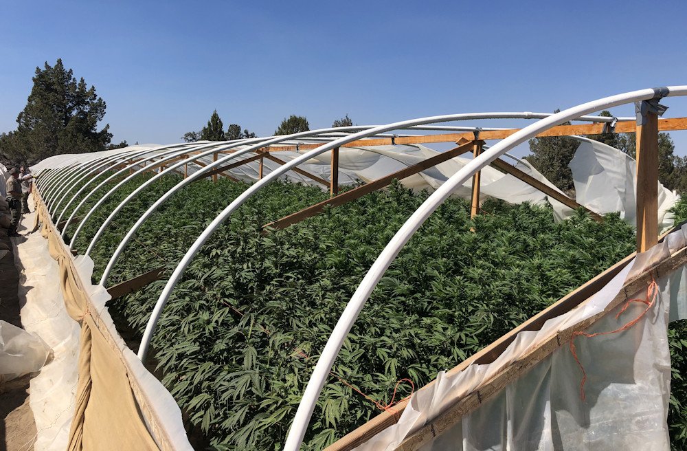 One of 49 greenhouses at illegal grow site raided in Alfalfa last year
