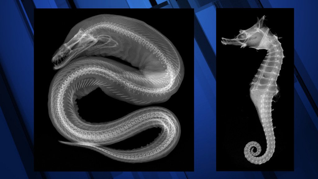 X-ray images of viper moray eel, Shiho's seahorse are featured in new High Desert Museum exhibit