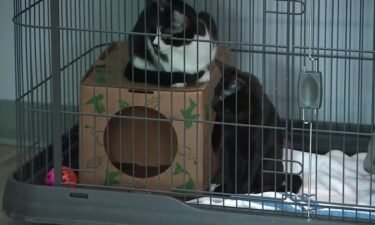 Local animal shelters are looking for foster homes and volunteers for pets displaced after their owners were evicted across the area.