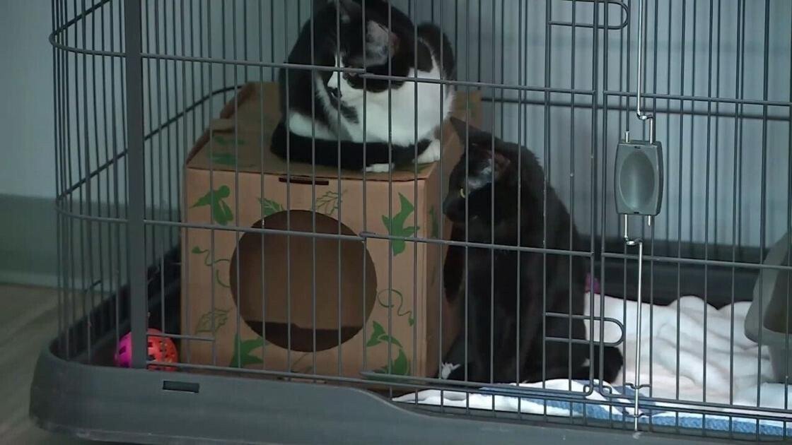 <i>KMOV</i><br/>Local animal shelters are looking for foster homes and volunteers for pets displaced after their owners were evicted across the area.