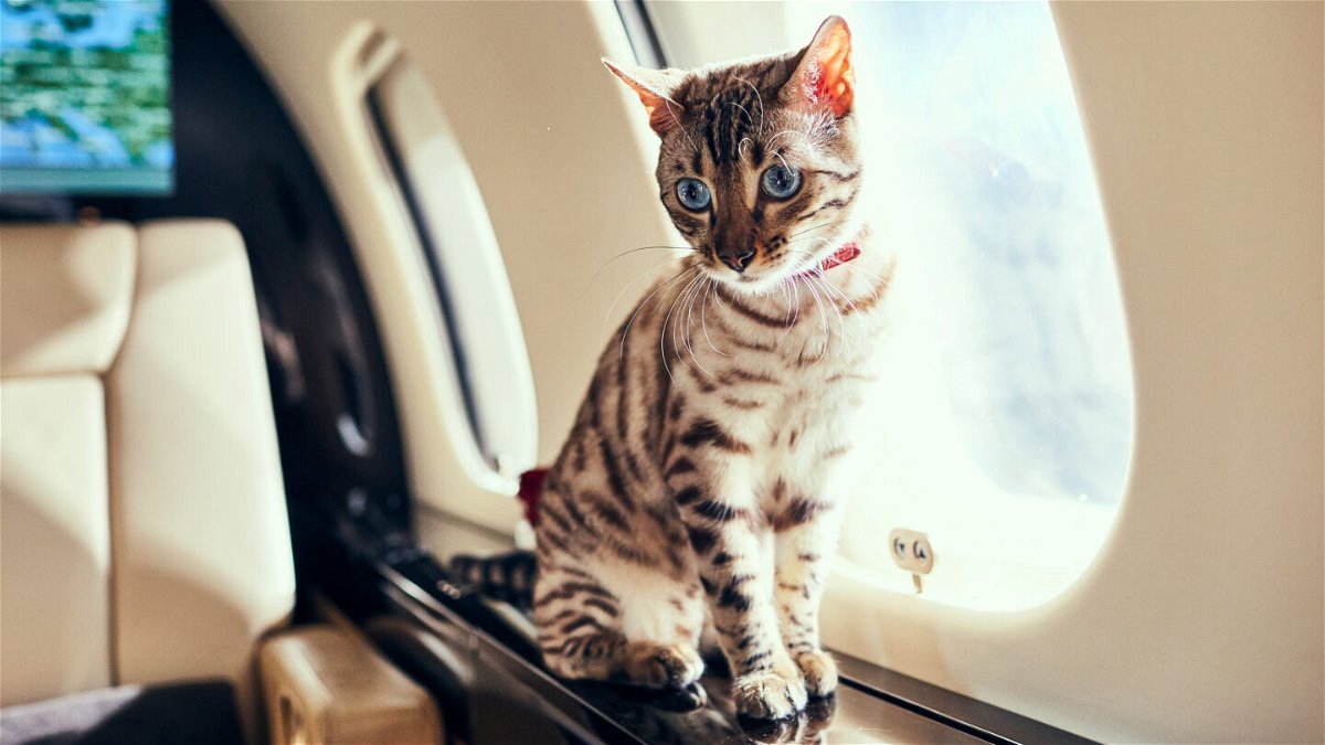 <i>Courtesy VistaJet</i><br/>More and more travelers are taking their pets with them on board private jets.