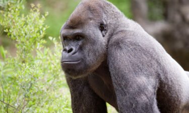Gorillas at Zoo Atlanta are being treated for the Covid-19 virus.