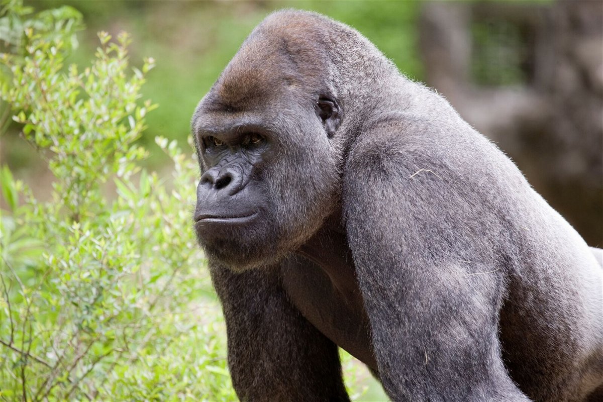 <i>Zoo Atlanta</i><br/>Gorillas at Zoo Atlanta are being treated for the Covid-19 virus.