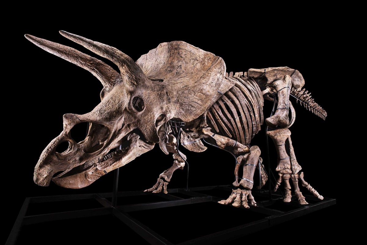 <i>Courtesy Giquello</i><br/>A Paris auction house will seek to sell the world's biggest known example of the dinosaur triceratops