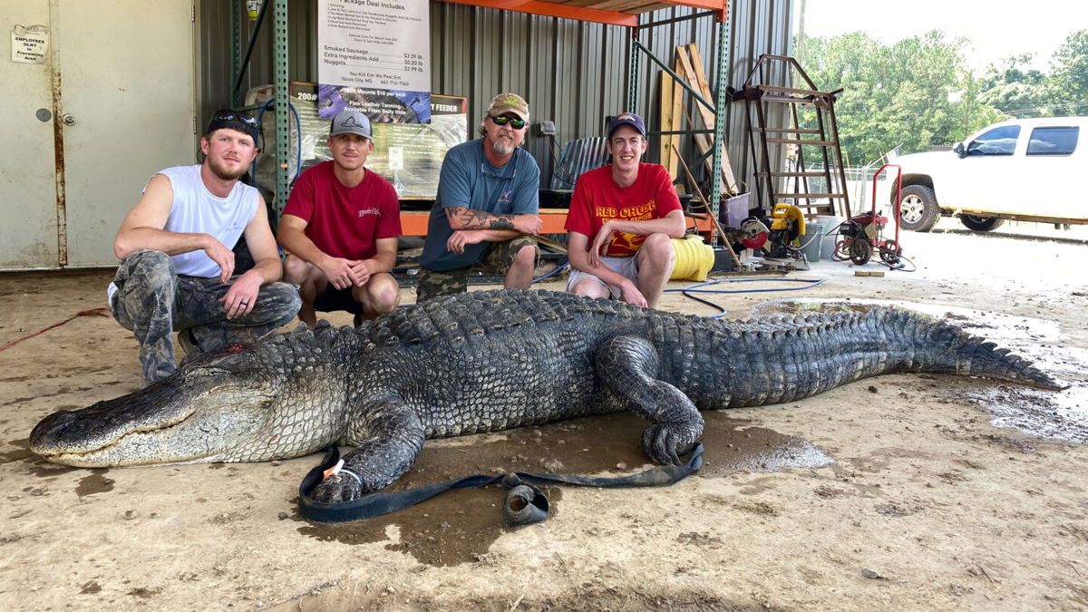 <i>Shane Smith/Red Antler Processing</i><br/>John Hamilton and his hunting party brought in a 13-foot-5-inch alligator with some surprises inside.