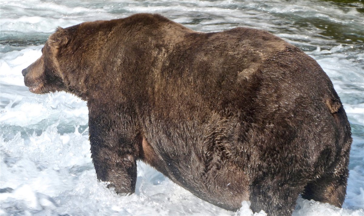 <i>From National Parks Service</i><br/>2020 Fat Bear Week winner