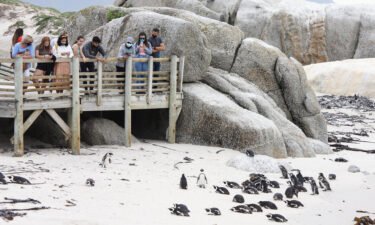 The penguin colony is pictured here in Simonstown