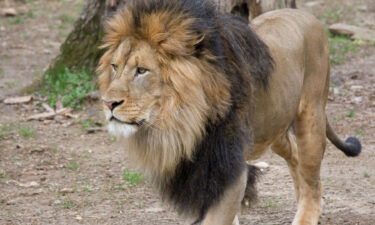 Animal keepers at the Smithsonian's National Zoo in Washington