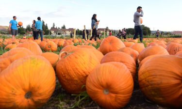 People shop for pumpkins from the pumpkin patch at Cal Poly Pomona in California. Fall activities can often reconnect people with their childhoods