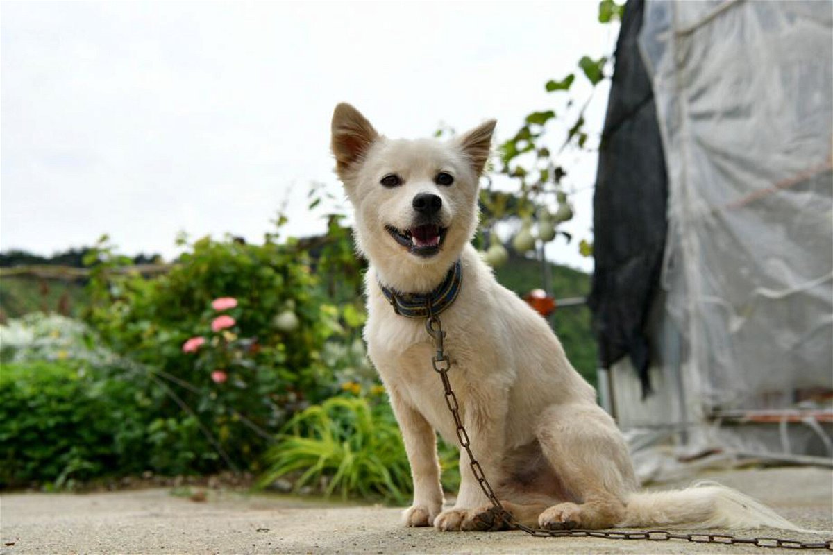 <i>From Hongseong-gun Office</i><br/>Baekgu the dog saved a 90-year-old woman after she collapsed in a rice field in Hongseong