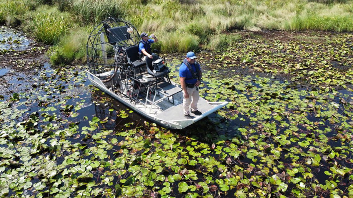 <i>St. Tammany Parish Sheriff's Office</i><br/>Alligator suspected of killing a man in Hurricane Ida floodwaters found with what appears to be human remains in its stomach.