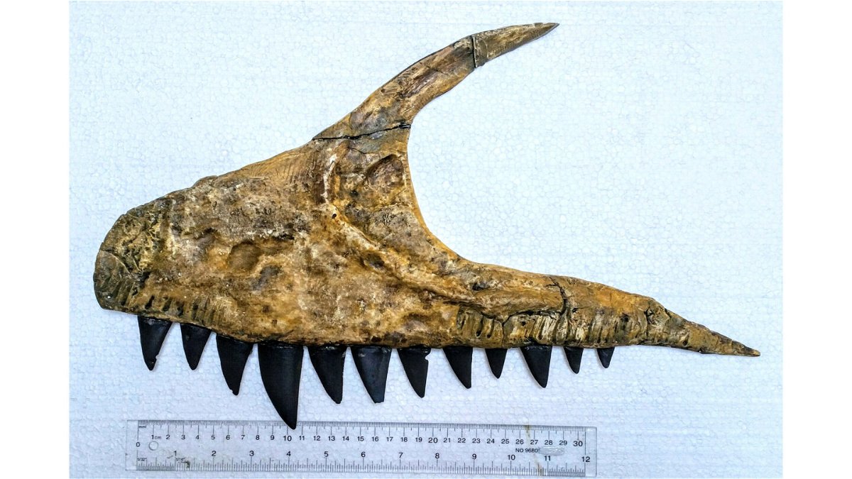 <i>Dinosaur Valley Studios</i><br/>The fossilized jaw bone was found in the State Geological Museum in Tashkent