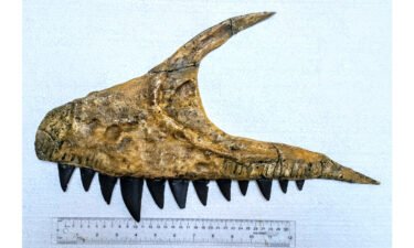The fossilized jaw bone was found in the State Geological Museum in Tashkent