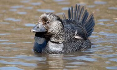 A new study draws on recordings of a musk duck imitating human speech and a slamming door during courtship displays.