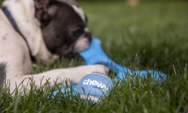 Weaker sales sent Chewy's stock to Wall Street's dog house. Pictured is a Chewy tennis ball toy in Tiskilwa