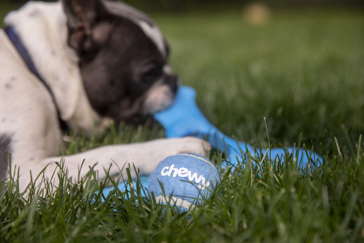 <i>Daniel Acker/Bloomberg/Getty Images</i><br/>Weaker sales sent Chewy's stock to Wall Street's dog house. Pictured is a Chewy tennis ball toy in Tiskilwa