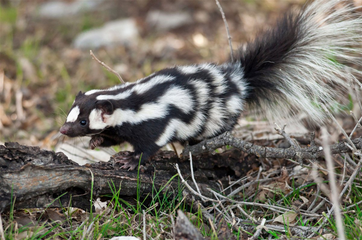 <i>Courtesy Robby Fleischman</i><br/>There are more spotted skunks than previously believed