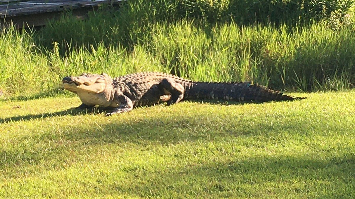 <i>University of Georgia Coastal Ecology Lab</i><br/>Alligator 'Okefenokee Joe' passed away due to old age
