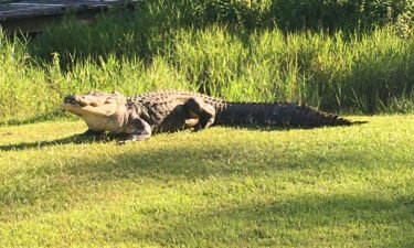 Alligator 'Okefenokee Joe' passed away due to old age