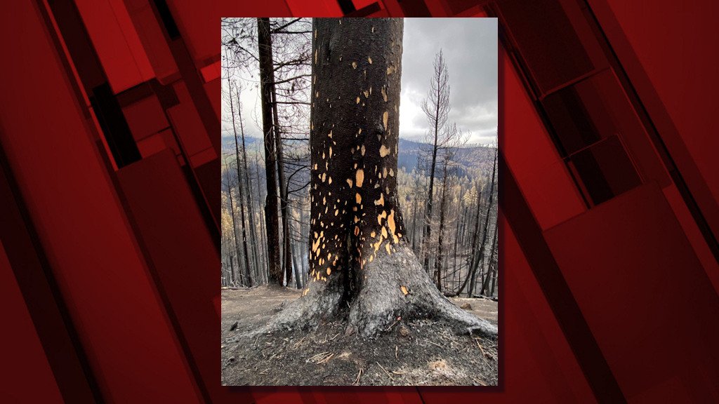 Burned tree on Cougar Peak Fire