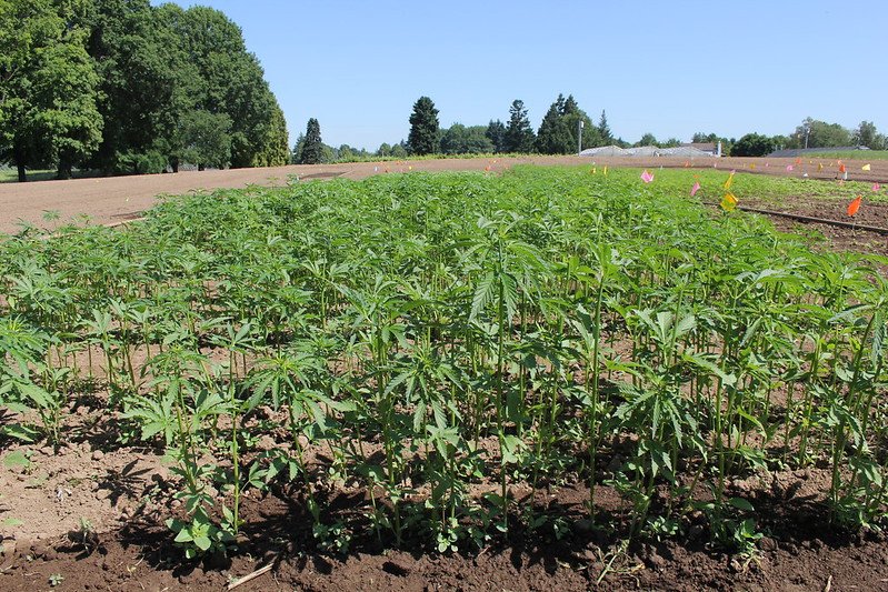 Hemp plants being grown at the Oregon State University North Willamette Research and Extension Center in Aurora