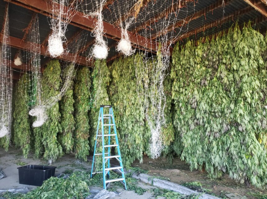 Klamath County marijuana grow 10-2021-1