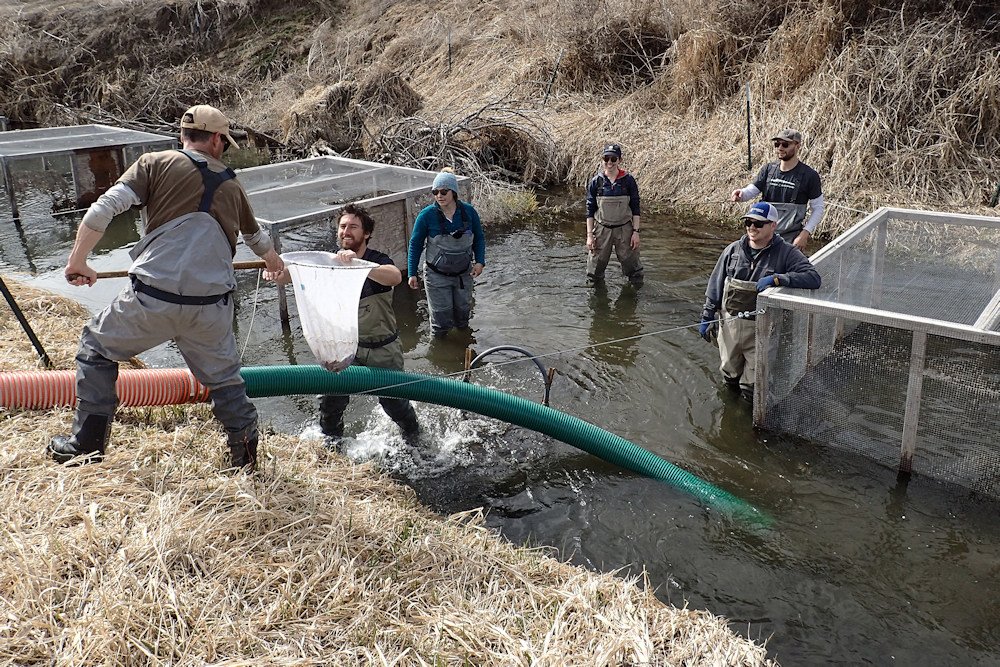 Deschutes Land Trust, PGE crews place juvenile Chinook salmon in temporary acclimation pens, called 'live cars,' at Ochoco Creek