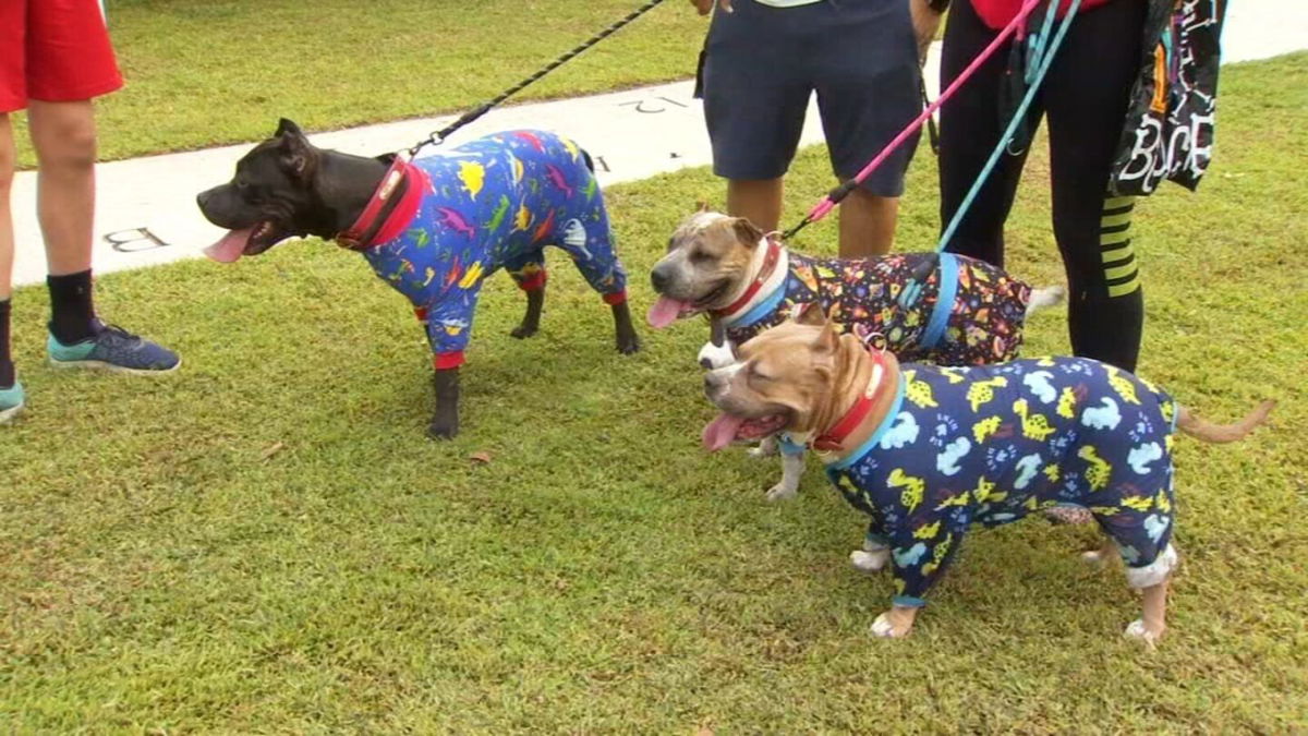 <i>KFSN</i><br/>Hundreds joined an annual dog walk that raises money for a no-kill shelter