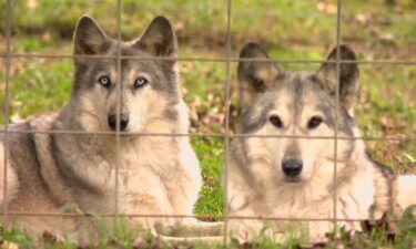 Full Moon Farm Wolfdog Sanctuary