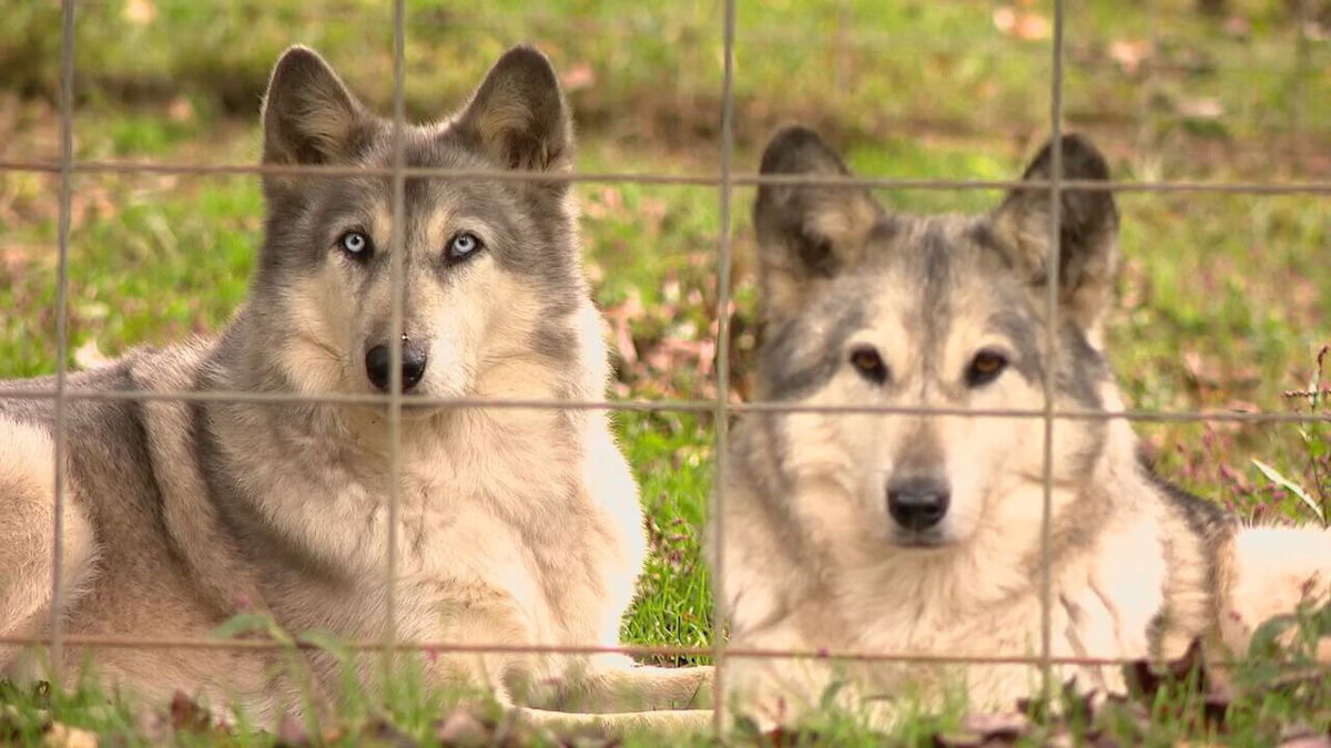 <i>WLOS</i><br/>Full Moon Farm Wolfdog Sanctuary