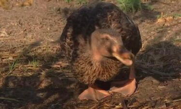 An urban farmer who has been ruffling feathers over her backyard ducks was arrested last week after showing up angry at a commissioner's house.