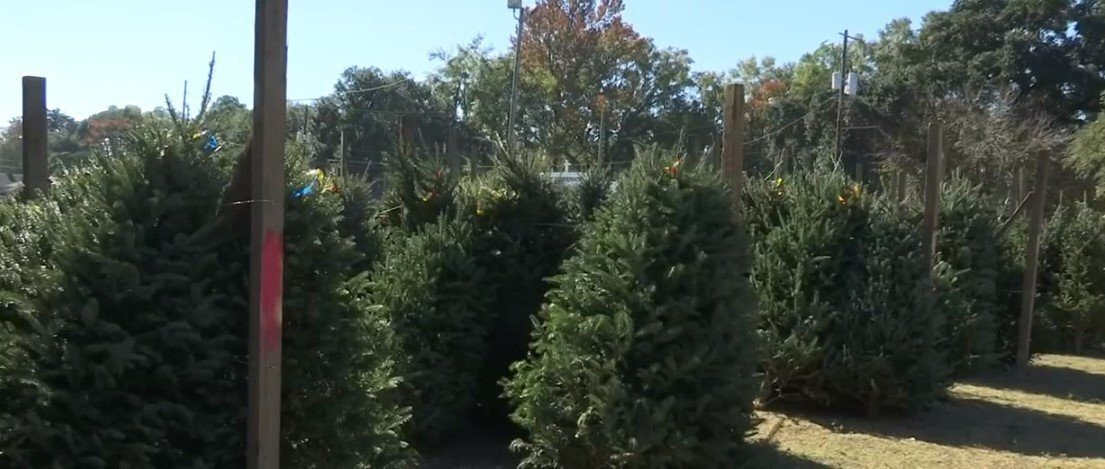<i>WALA</i><br/>Paul Carter with Mobile's Optimist Club said he called hundreds of vendors to try and round up trees so they didn't have to cancel but the closest they could secure was just 60-80 trees