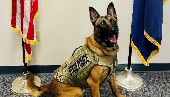 How a Bulletproof Vest Saved This Brave Police Dog's Life - YouTube
