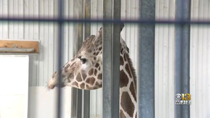 <i>WJZ</i><br/>The Plumpton Park Zoo announced that one of the zoo's main attractions