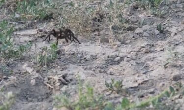 Oklahoma brown tarantulas migrate through La Plata County