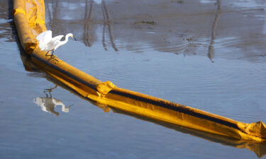 A bird balances on a boom