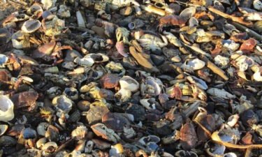 British environmental watchdogs have launched an investigation after thousands of dead sea creatures washed up on beaches in North East England