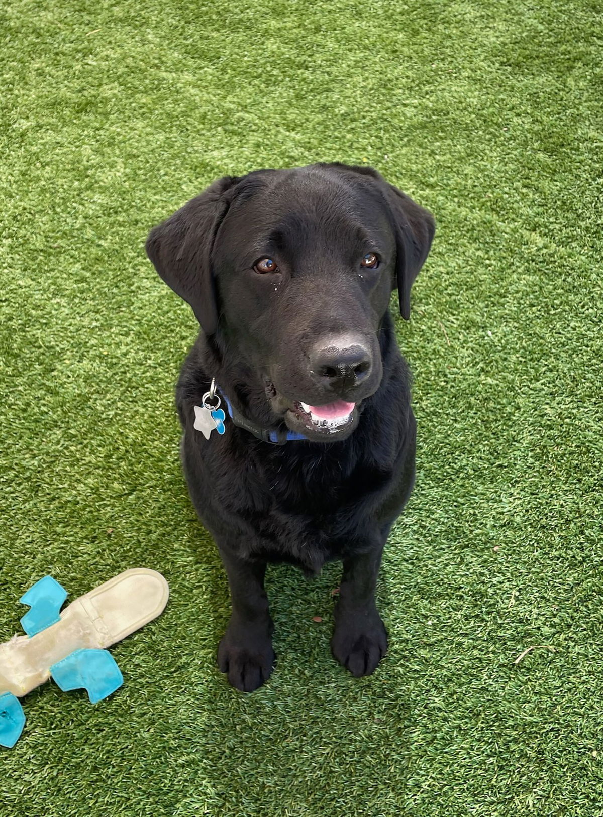 <i>US Capitol Police</i><br/>A three-year old Labrador named Lila is the newest peer support dog for Capitol Hill.