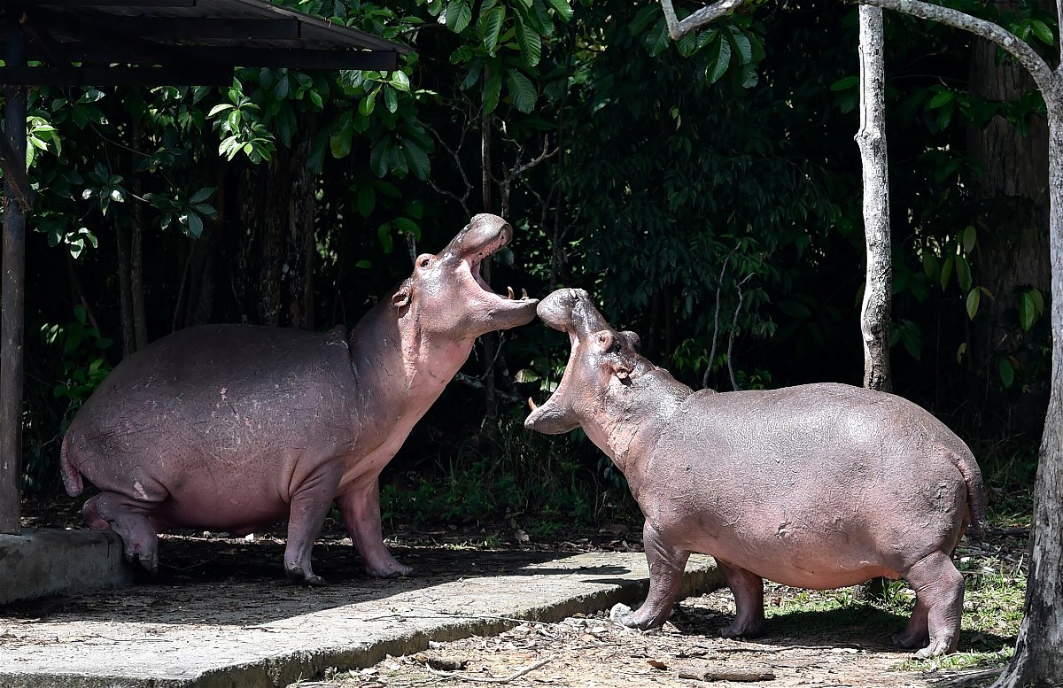 <i>Raul Arboleda/AFP/Getty Images</i><br/>Hippos brought to Colombia in the 1980s for Escobar's private zoo