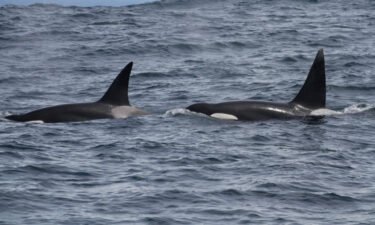 Two male outer coast transient killer whales