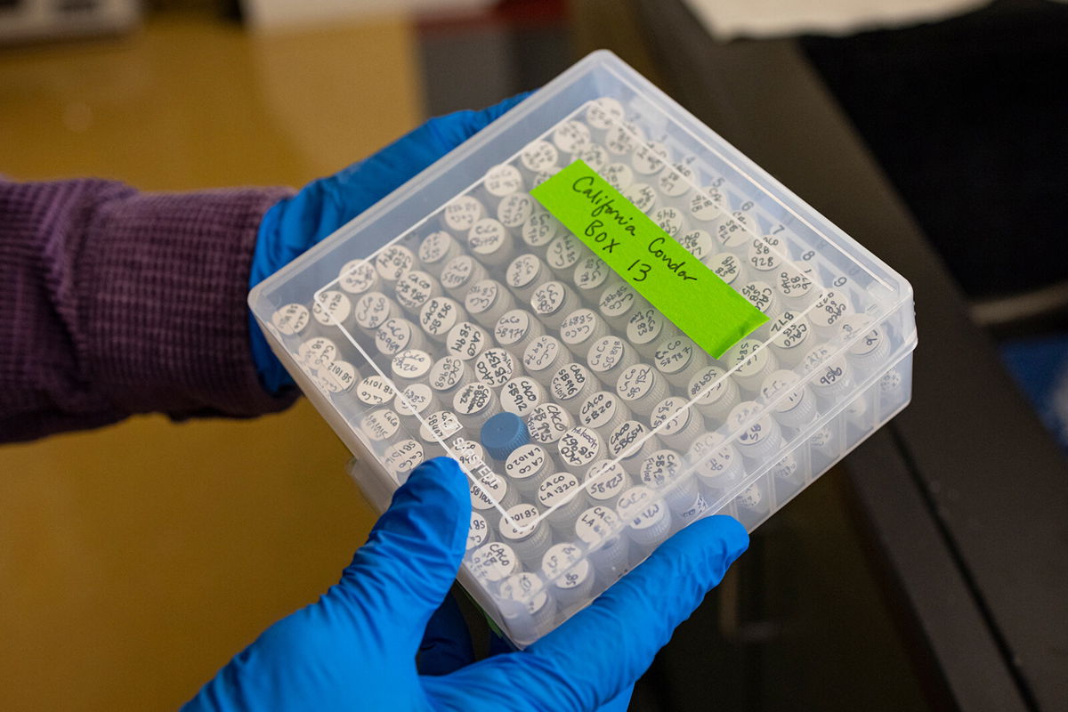 <i>Ken Bohn/San Diego Zoo Wildlife Alliance</i><br/>A researcher with the San Diego Zoo Wildlife Alliance holds California condor lab specimens.