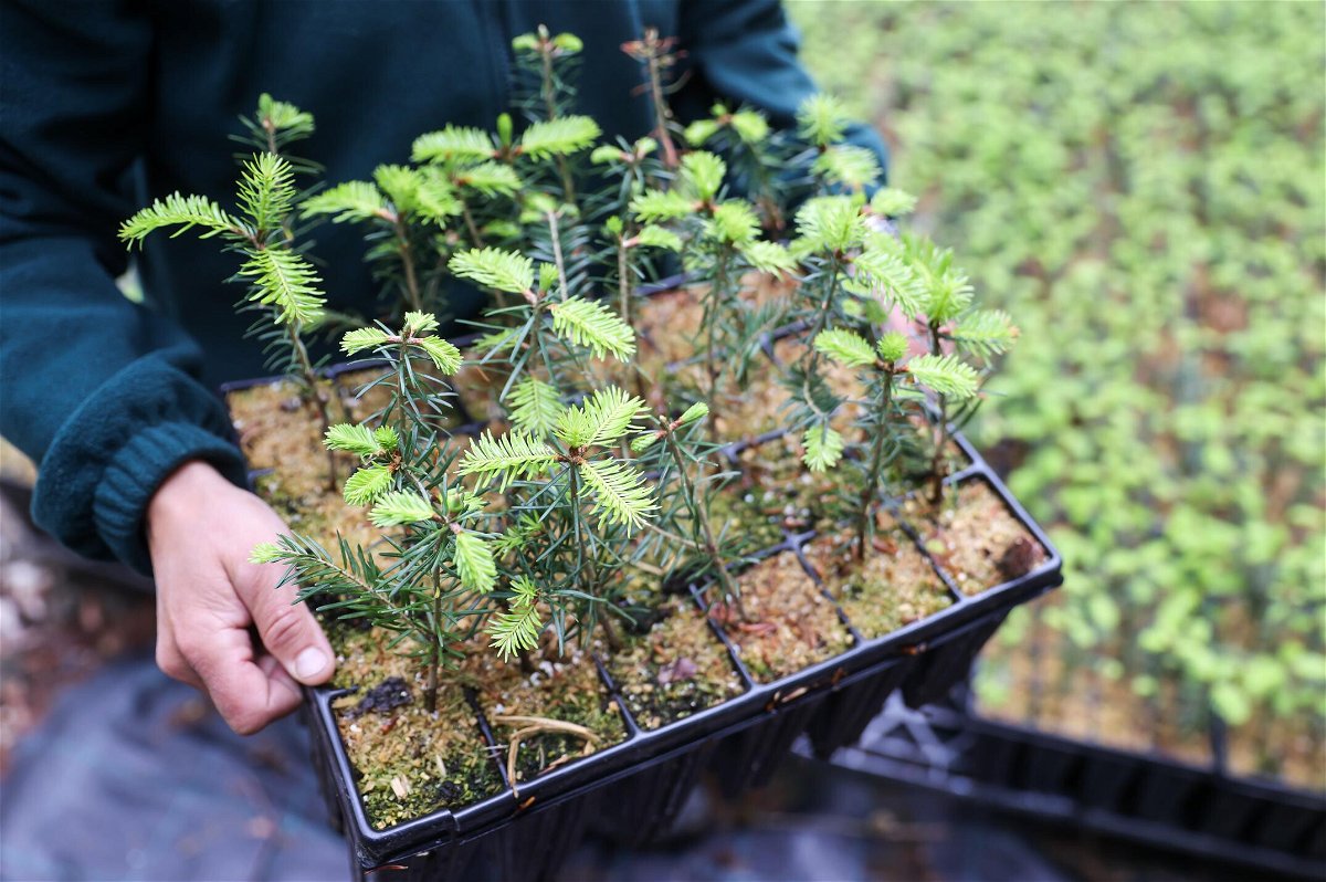 <i>Jan Woitas/picture alliance/Getty Images</i><br/>A container of young silver firs at a forest tree nursery in Pockau-Lengefeld