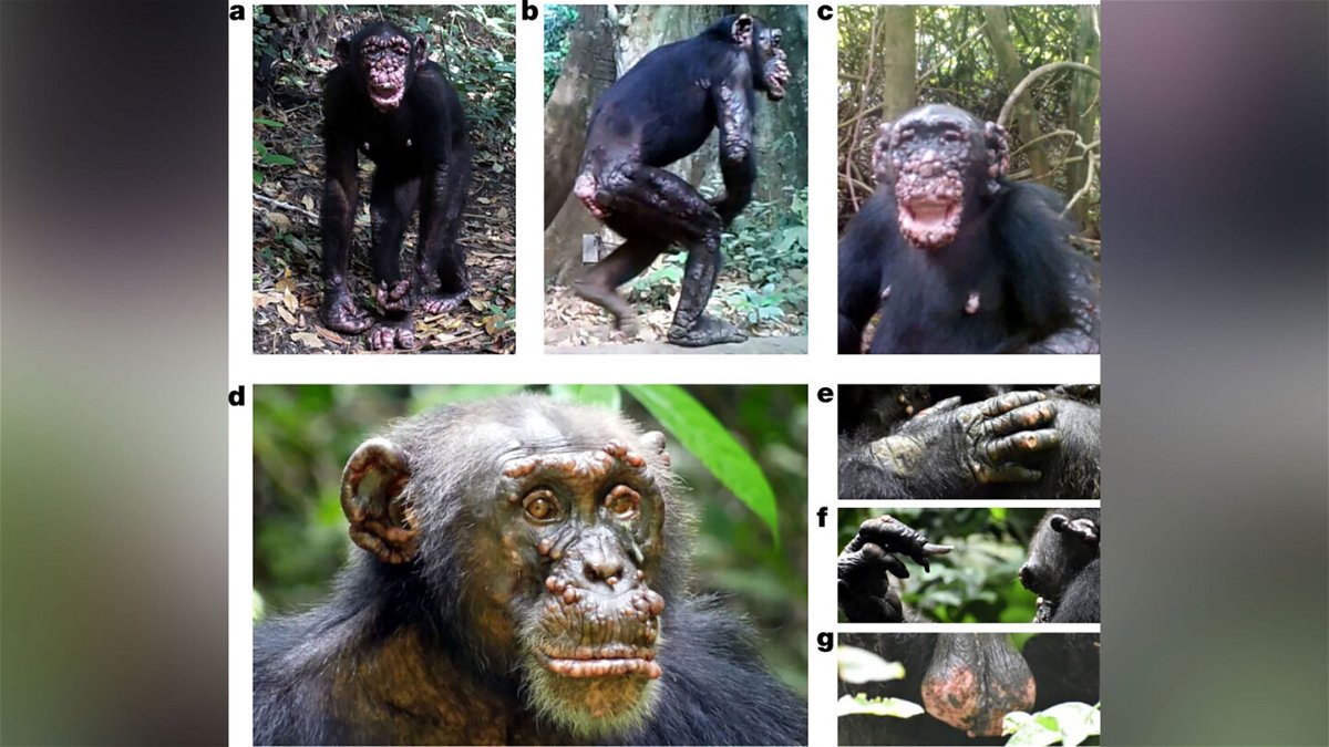 <i>from Nature.com</i><br/>These wild chimpanzees in West Africa show physical symptoms of leprosy