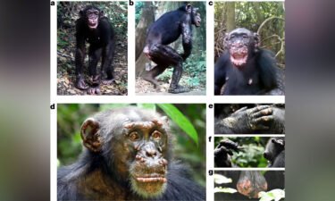 These wild chimpanzees in West Africa show physical symptoms of leprosy