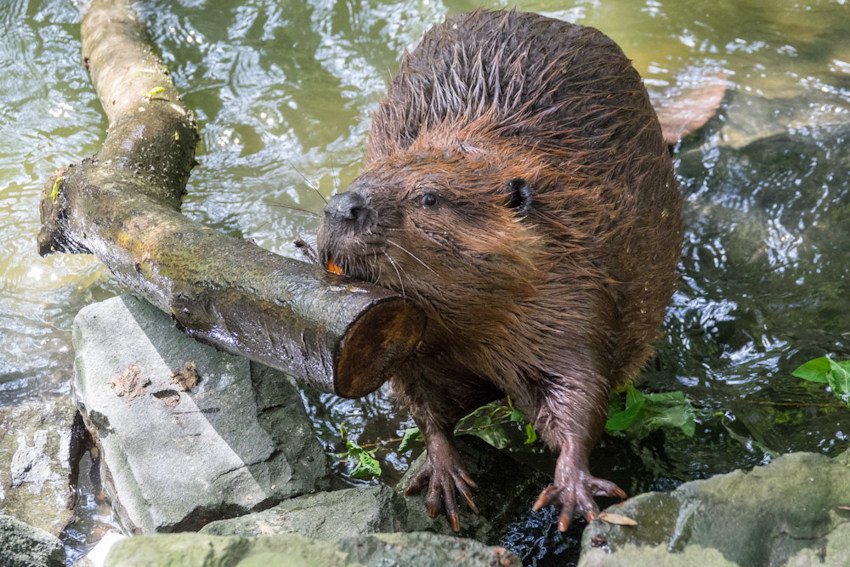 Filbert, a beaver at the Oregon Zoo, shows some of the industriousness his species is known for.